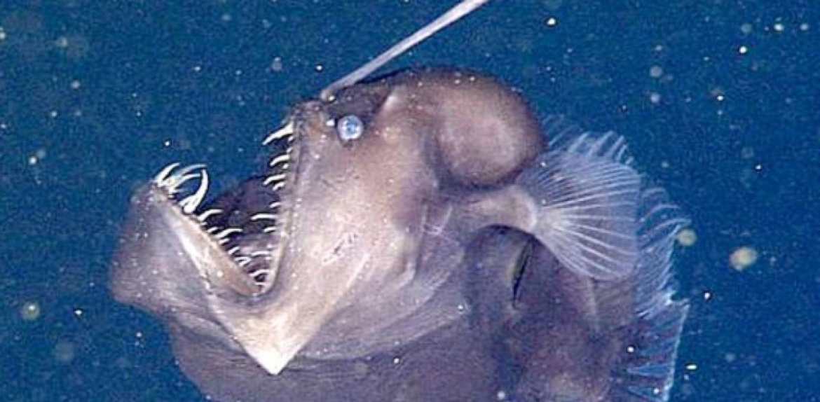 El pez diablo negro, la especie vista por primera vez que puede cambiar el rumbo de las investigaciones científicas