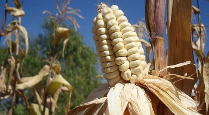 Aprolegua señala que la siembra no es suficiente para abastecer la demanda actual