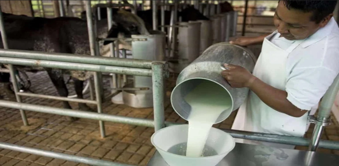 Sector lácteo registra aumento favorable de producción este 2025