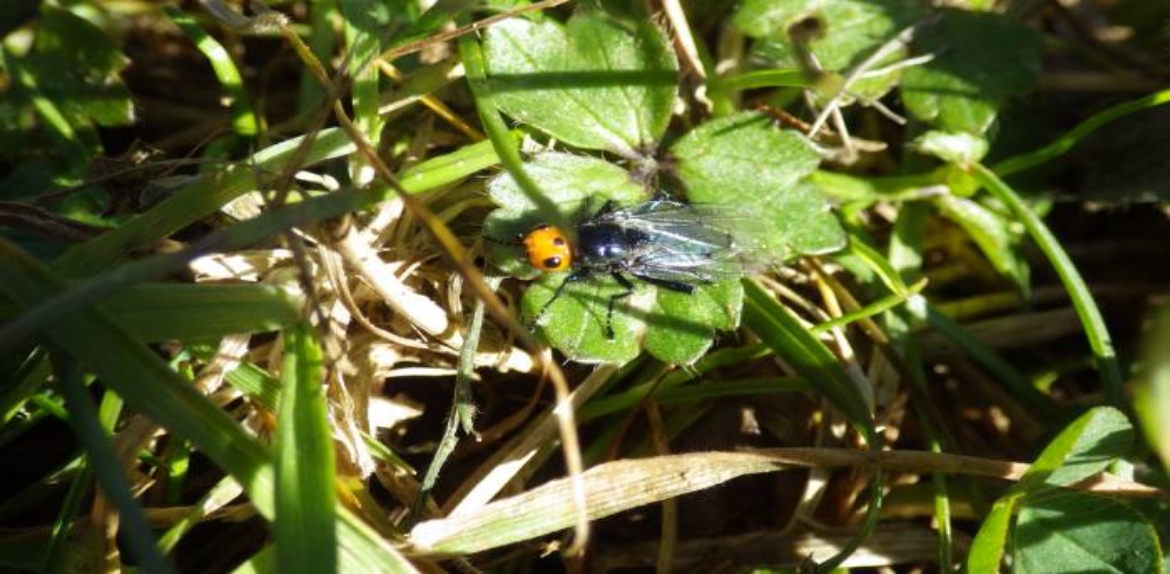 Descubren nueva especie de polilla en el país dentro de un estudio internacional sobre biodiversidad