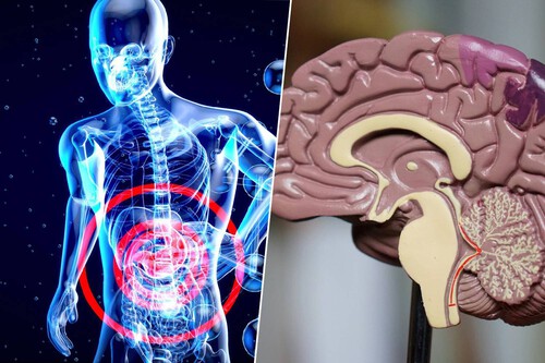 El Intestino en la Vanguardia: Hallan una conexión crucial entre la Flora Intestinal y el Alzheimer