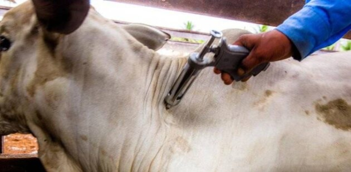 Inician la segunda jornada de vacunación para la fiebre aftosa en Venezuela